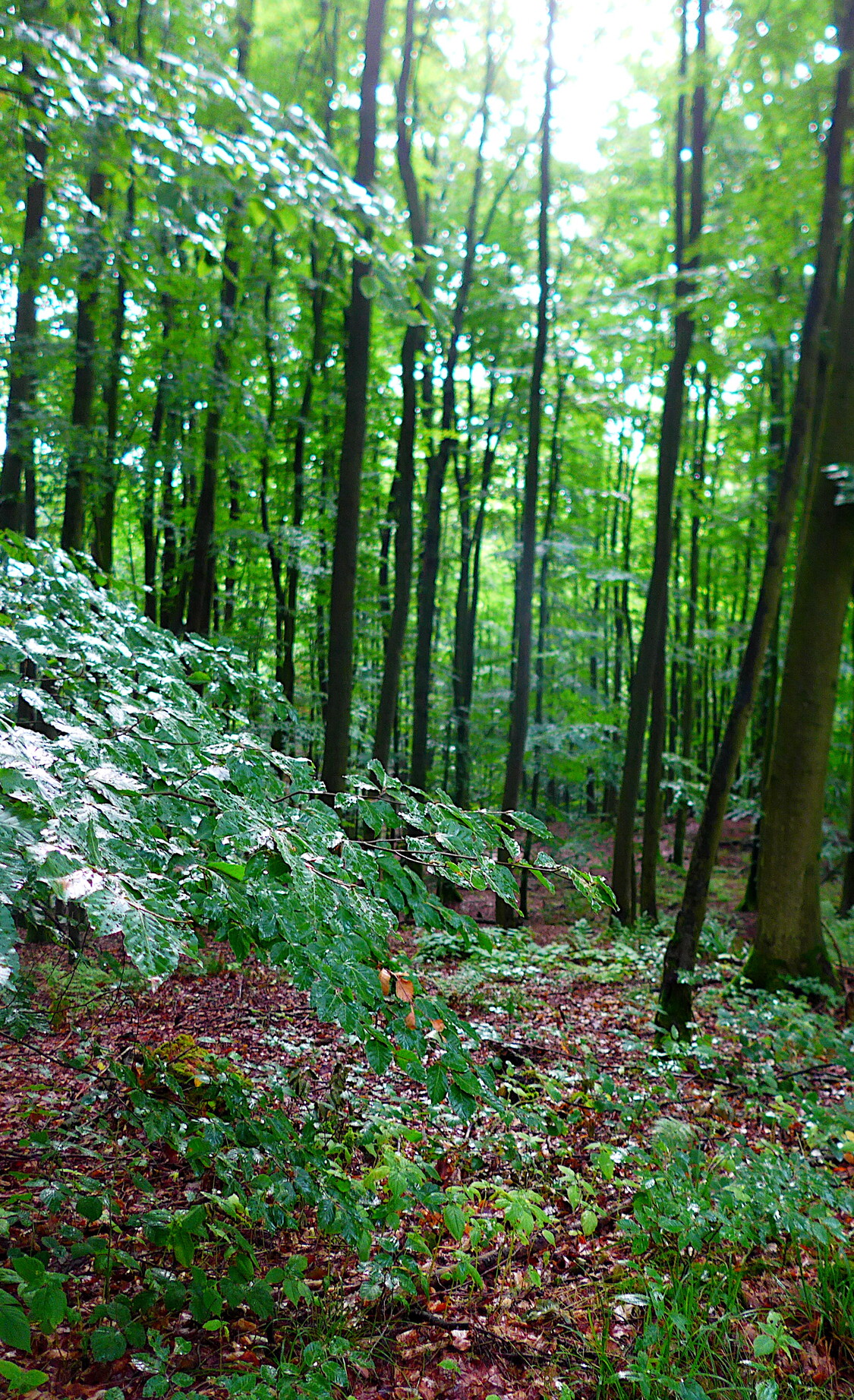 Wald mit nassen Blättern