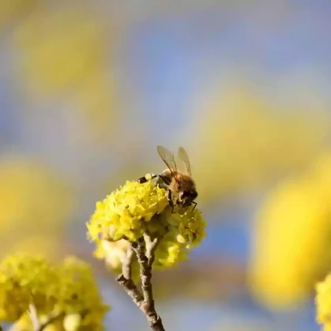 Biene auf einer gelben Blüte. 