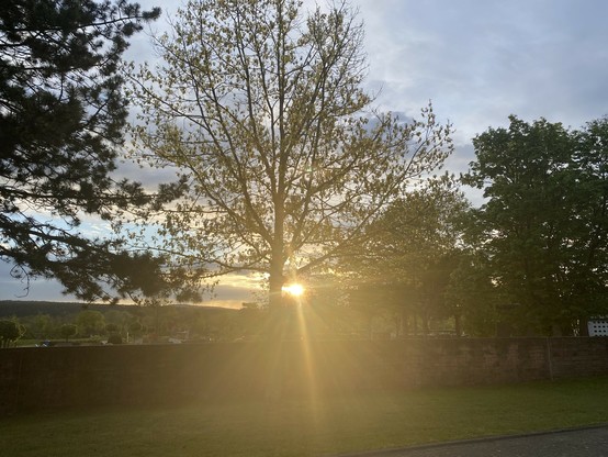 Ein Sonnenuntergang mit der Sonne, die durch die Zweige eines Baumes scheint und ein warmes Licht wirft, mit anderen Bäumen und einer Mauer im Vordergrund.