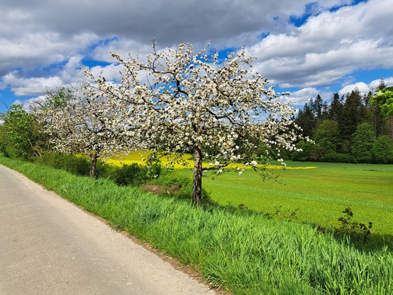 Zwei Apfelbäume am Wegesrand in Blüte, im Hintergrund ein Rapsfeld und rechts ein Waldstück mit Mischwald. 