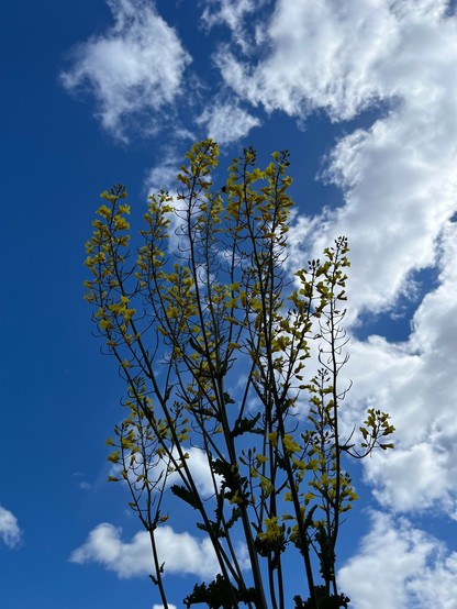 Blühender Grünkohl mit gelben Blüten vor blauem Himmel mit weißen Wolken