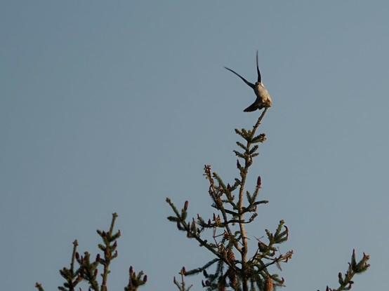 Kuckuck beim Abflug auf einer Baumspitze
