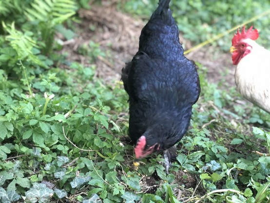 Foto von schwarzer Henne Vautour beim Mais picken