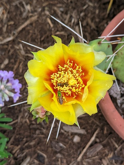A yellow cactus flower with an orange center. Hundreds of stamens speckle the center with the orange backdrop. Two copper sweat bees get their fill of pollen. 