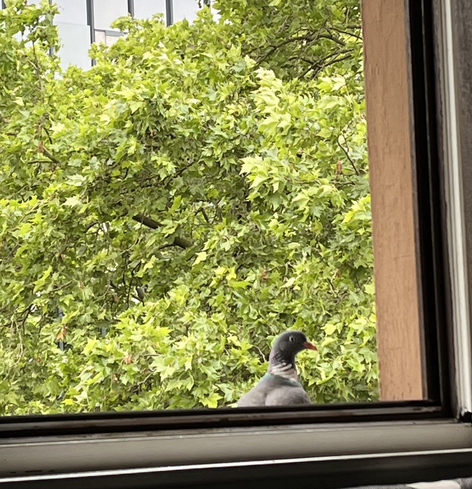 Eine Taube sitzt auf dem Außensims eines offenen Fensters. Im Hintergrund die Baumkrone einer Platane