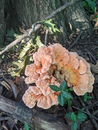 The distinctive orange brain like mushroom growing at the base of the oak tree.