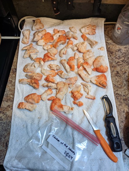 In a kitchen. After cleaning and dividing, cut up pieces of chicken of the woods sit on a cloth towel to dry the mushrooms before being frozen. 