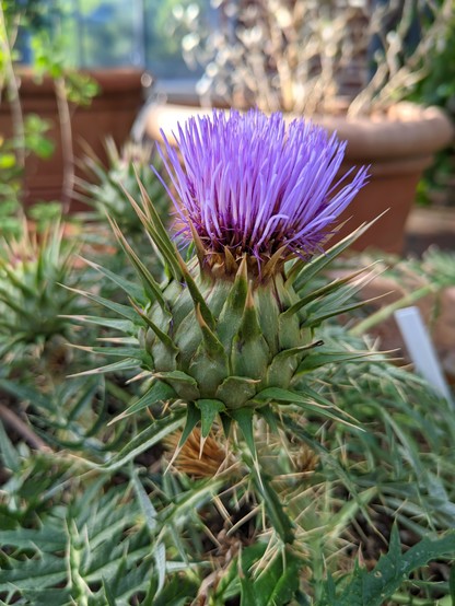 The pineapple-like or artichoke-like bracts subtend the compound pinkish-purple sunflower.  The bracts have really long and rigid spines to protect the flower from herbivory. This really is artichoke-like as these are related to artichoke thistles. This sunflower has no ray florets, but the disc florets are really long and showy. 

Never underestimate a thistle. 