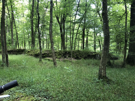 Wald mit grünem Gras von links nach rechts eine total mit Moos bewachsene alte Mauer