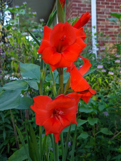A panicle of 7 bright red gladiolus flowers, two are fully open and point directly to the camera. 