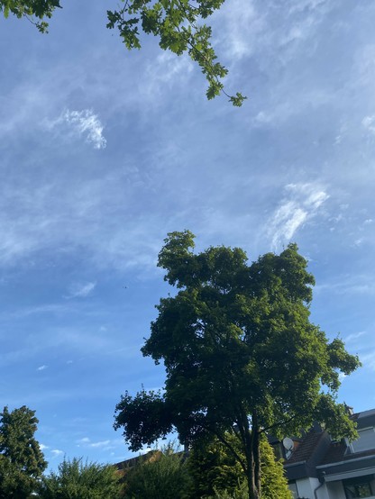 Viel blauer Himmel, ein Baum und in der Ferne ein Flugzeug 