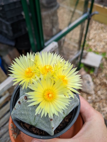 This Astrophytum myriostigma has four flowers with thin yellow petals and orange anthers in the center. Smells sweet but also musky or something. 