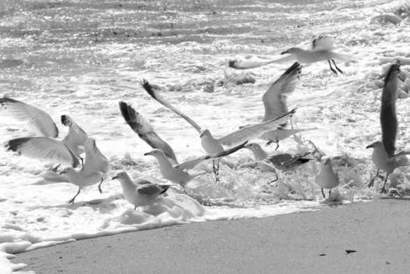 Ein Foto in schwarz-weiß: Etwa zehn Möwen werden von einer Welle überrascht
