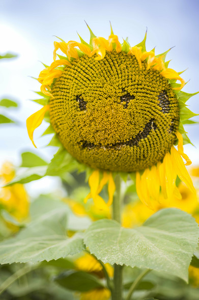 Ein Foto einer Sonnenblume. Jemand hatte teils die Blüten entfernt, so dass ein Gesicht in der Blüte erscheint
