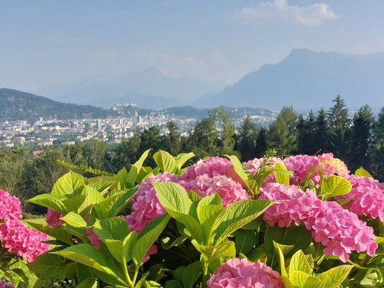 Rosa blühende Blumen im Vordergrund, dahinter Salzburg und etwas diesige Berge.