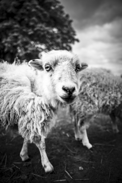 In schwarz-weiß: ein kleines Schaf schaut direkt in die Kamera,, der Hintergrund ist unscharf