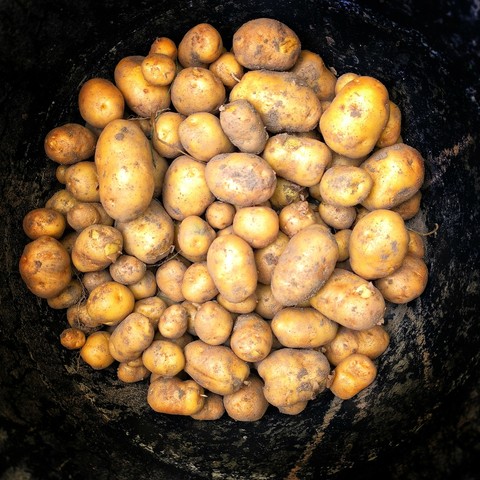 In einem schwarzen Baueimer knapp acht Kilo Kartoffeln. 