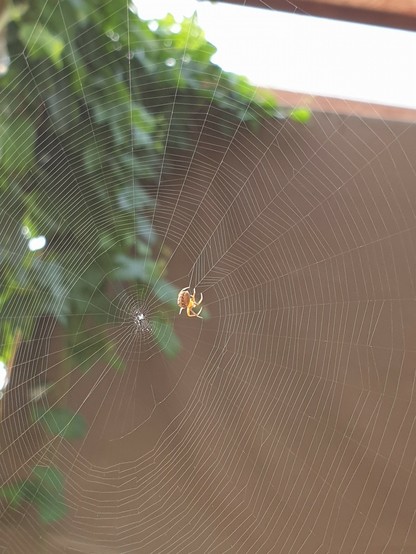 Eine kleine gelbliche Spinne macht ihr Netz fertig. Nahaufnahme eines Spinnennetzes quer durch die Terrase gespannt