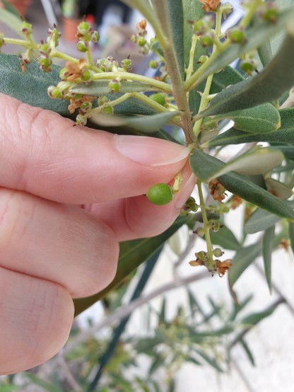 Eine mini Olive zwischen meinen Daumen und Zeigefinger