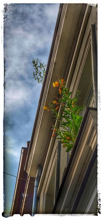 Aufnahme einer blühenden Pflanze auf einem Fensterbrett im zweiten Stock eines Stadthauses in der Bamberger Altstadt. Die Pfanze hat lange Blütenstiele und blüht in gelben Farben. Aus der Dachrinne darüber ragt eine weitere Pflanze. Der blaue Himmel ist durch leichte Schleierwolken verdeckt.