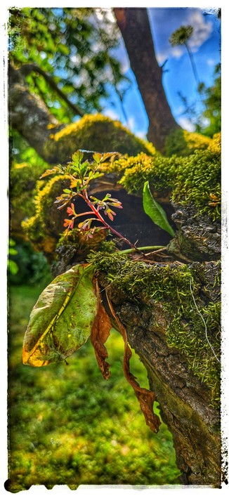 Ein aufgebrochener Ast eines alten Baums, aus dem eine junge Pflanze herauswächst. Die Äste des alten Baums sind verwachsen und mit Moos überzogen. Im Hintergrund leuchtet der blaue Himmel durch das Grün der Blätter.