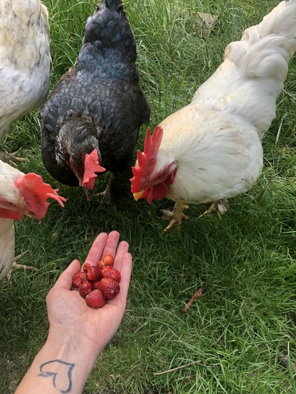 Hand mit Erdbeeren. Darum herum stehen auf einer Wiese der weiße Hahn Zazikki, die weiße Henne Anui und die schwarze Henne Trou und schauen skeptisch auf die Erdbeeren. 