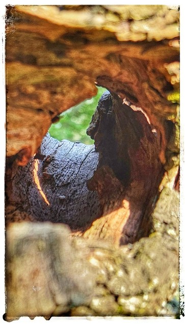 Blick durch einen ausgehöhlten Ast eines Baumes. Die Perspektive erzeugt den Effekt, als würde der Blick einen Tunnel aus Holz folgen.