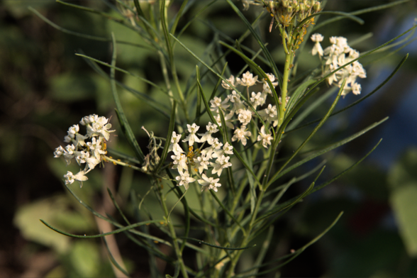 Four umbels of flowers, roughly 12 flowers in each umbel. The flowers are white and very small compared to other commonly found milkweed species. 
