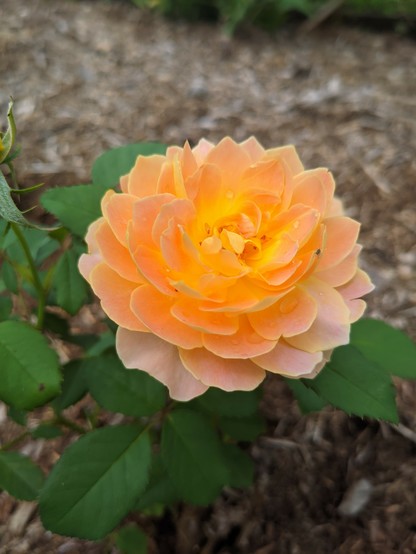 A pink to orange rose. The petals are vibrant and remind me of orange creamsicles.