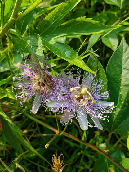Two passionflowers on the same vine. Flowers have five bluish-white petals. They exhibit a white and purple corona, a structure of fine appendages between the petals and stamens. The large flower is typically arranged in a ring above the petals and sepals. They are pollinated by insects such as bumblebees and carpenter bees, and are self-sterile. The flower normally begins to bloom in July.