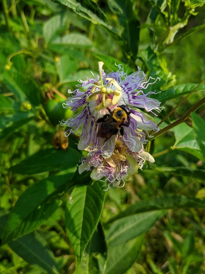 A passionflower with a bumblebee visiting for nectar. 