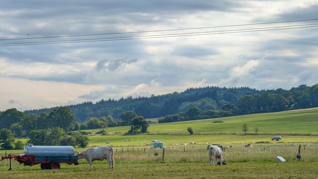 Panorama mit trinkender Kuh 