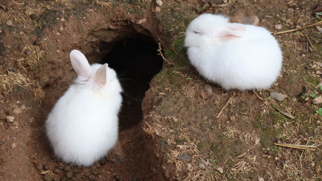 Zwei junge weiße Kaninchen.