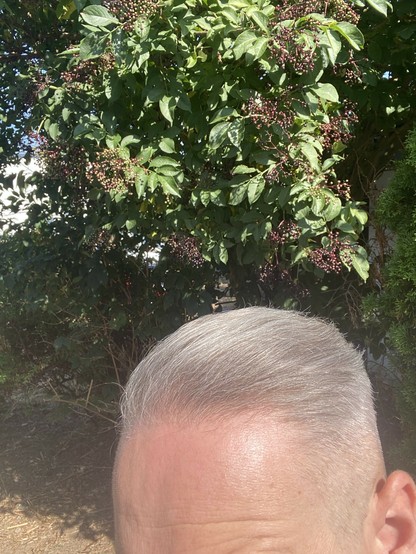 Oberseite des Kopfes einer Person mit kurzen, ordentlich gepflegten grauen Haaren, vor einem Hintergrund aus grünen Blattpflanzen mit kleinen Clustern lila Beeren.