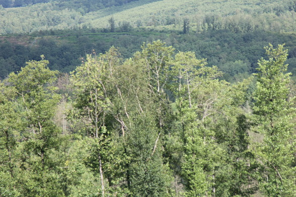 Deutlich sichtbare Laubwaldschäden die sich nicht wieder Regenerieren können! Extremes Längenwachstum der Stämme ist eindeutig auf erhöhte Schadstoffkonzentration zurück zu führen, der Stammdurchmesser steht in keinem natürlichen Verhältnis zu Baumlänge und der Wurzelbildung!