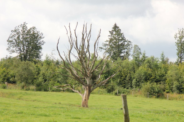 Eine abgestorben alte Eiche auf der Weidekamp bei Hainchen Kreis Siegen-Wittgenstein. Viele große Bäume mit Kronenschäden im Hintergrund, die Chance das die heutigen Niederwaldbestände, gesund  aufwachsen können , wird von Jahr zu Jahr Unwahrscheinlicher!