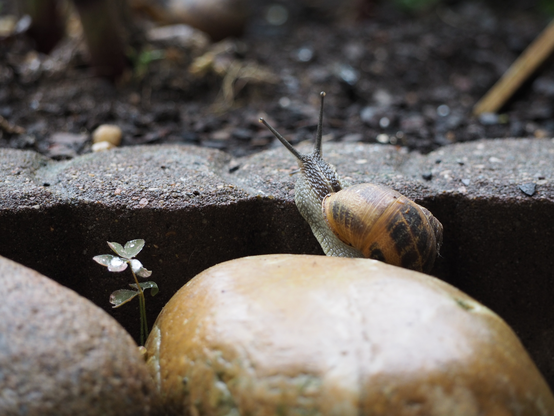 Eine Weinbergschnecke klettert dynamisch über die Beeteinfassung.
A vineyard snail climbs dynamically over the border.