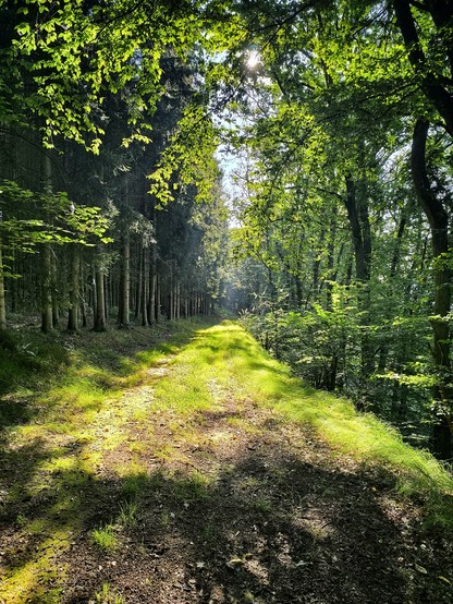 Ein grüner Waldweg, von dichtstehenden Bäumen umsäumt, in das helle Licht einer hohen Sonne getaucht. 