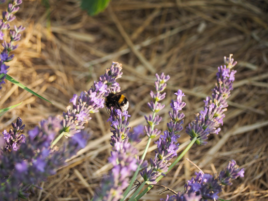 Hummel auf Lavendelblüten, im Hintergrund unscharf Heumulch. 
Bumblebee on lavender flowers, in the background blurred hay mulch.