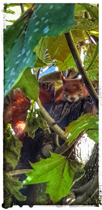 Schläfriges Eichhörnchen liegt auf dem Stumpf eines abgesägten Asts in einem Baum.