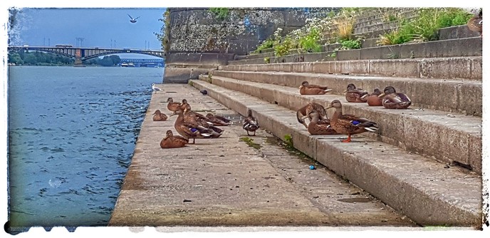 Eine Gruppe Enten auf einer Treppe am Rheinufer in Mainz. Die Treppe ist mit, zum Teil blühenden Pflanzen bewachsen. Im Hintergrund fliegt eine Taube Richtung Theodor Heuss Brücke, die im Bild am oberen, linken Rand zu sehen ist.