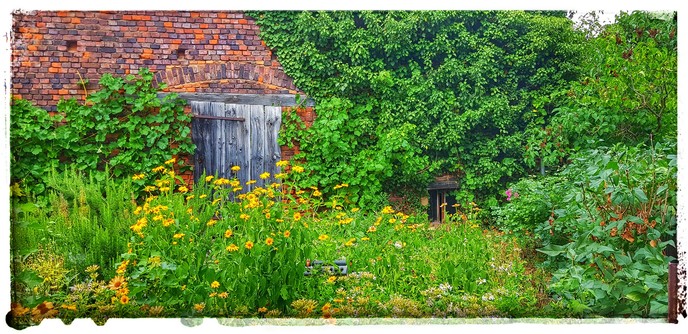 Blick in eine Garten im Hinterhof einer Scheune. Der Eingang zur Scheune ist zugewuchert. Im Garten blühen zahlreiche Pflanzen. Gräser, Büsche und Bäume dominieren das Bild.