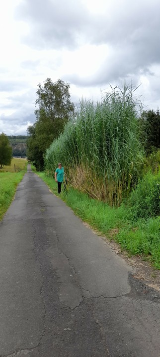 Diese Schil ist über 4 m hoch. Ich kenne es seit 60 Jahren ,es ist noch nie so hoch gewachsen wie dieses Jahr.