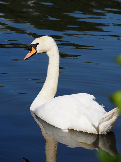 Ein weisser Schwan im ruhigen Wasser. Er schaut seitlich in die Kamera.
A white swan in calm water. It looks sideways into the camera.