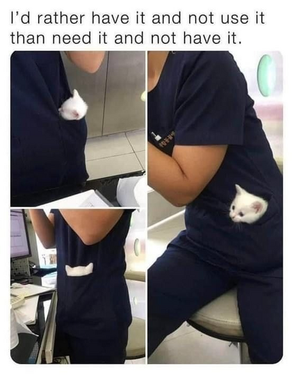 Kitten looks out a pocket of a human.