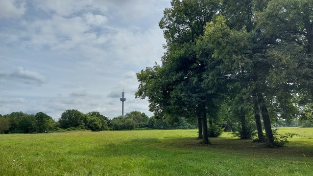 Park, im Hintergrund ein Fernsehturm