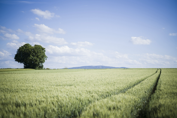 Ein Foto eines Getreidefeldes. Blauer Himmel, leicht bewölkt. Links ein Baum, rechts Fahrspuren eines Traktors.