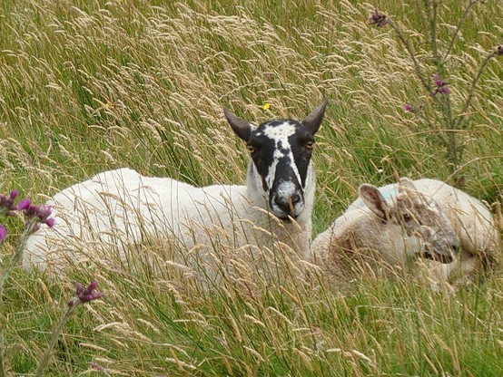 Two sheeps lying in high grass