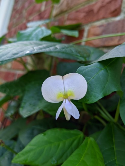 A black-eyed pea flower set in front of its vining leaves on a brick wall. The flower is white with a yellow center and has faint purple striations to help guide would-be pollinators. It has the standard banner, wings, and keil petals associated with the Faboideae subfamily of Fabaceae. 