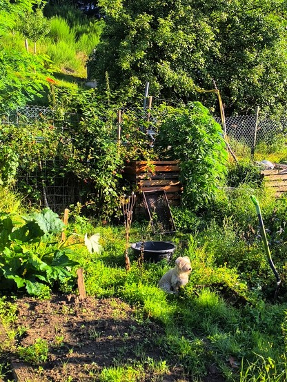 Sehr grüner Gartensusschnitt mit kleinem weißem Hund und Morgenlicht. 